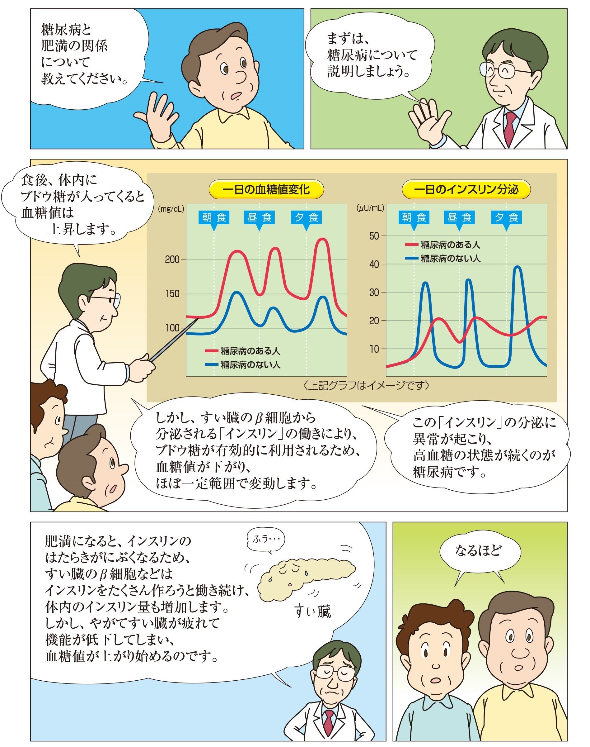 肥満になるとインスリンをつくる膵臓のβ細胞の機能が低下し、血糖値が上昇します。